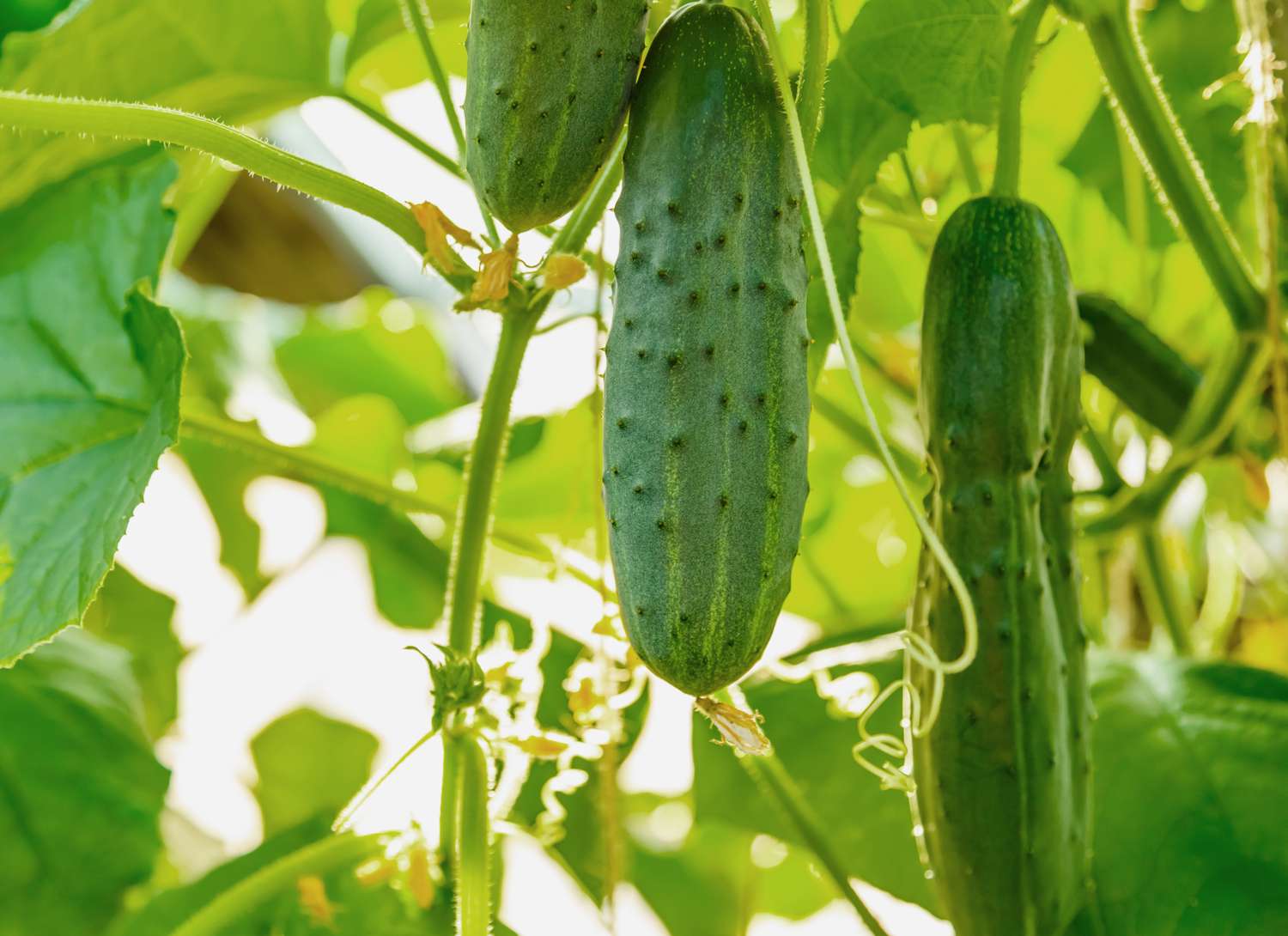 cucumbers growing in a garden