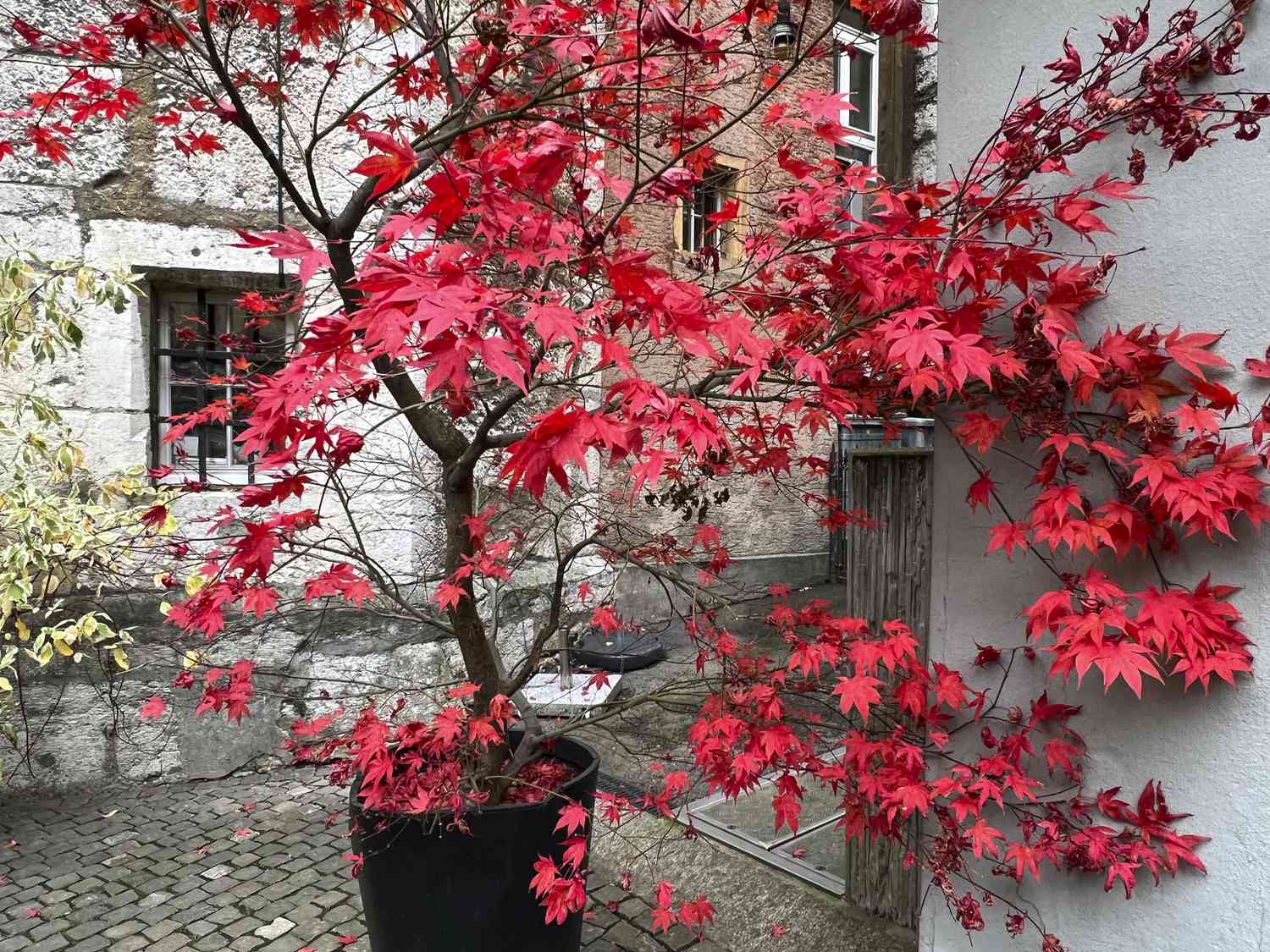A small tree with red leaves in a container outdoors near a building