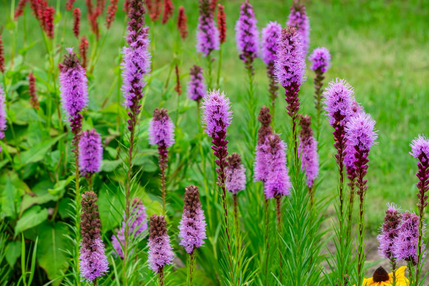 Liatris plants growing in a garden