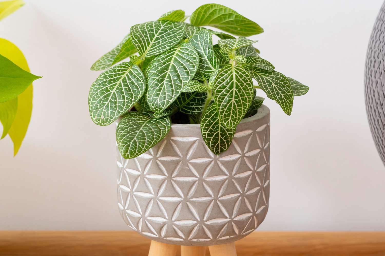 A potted plant with patterned leaves displayed indoors