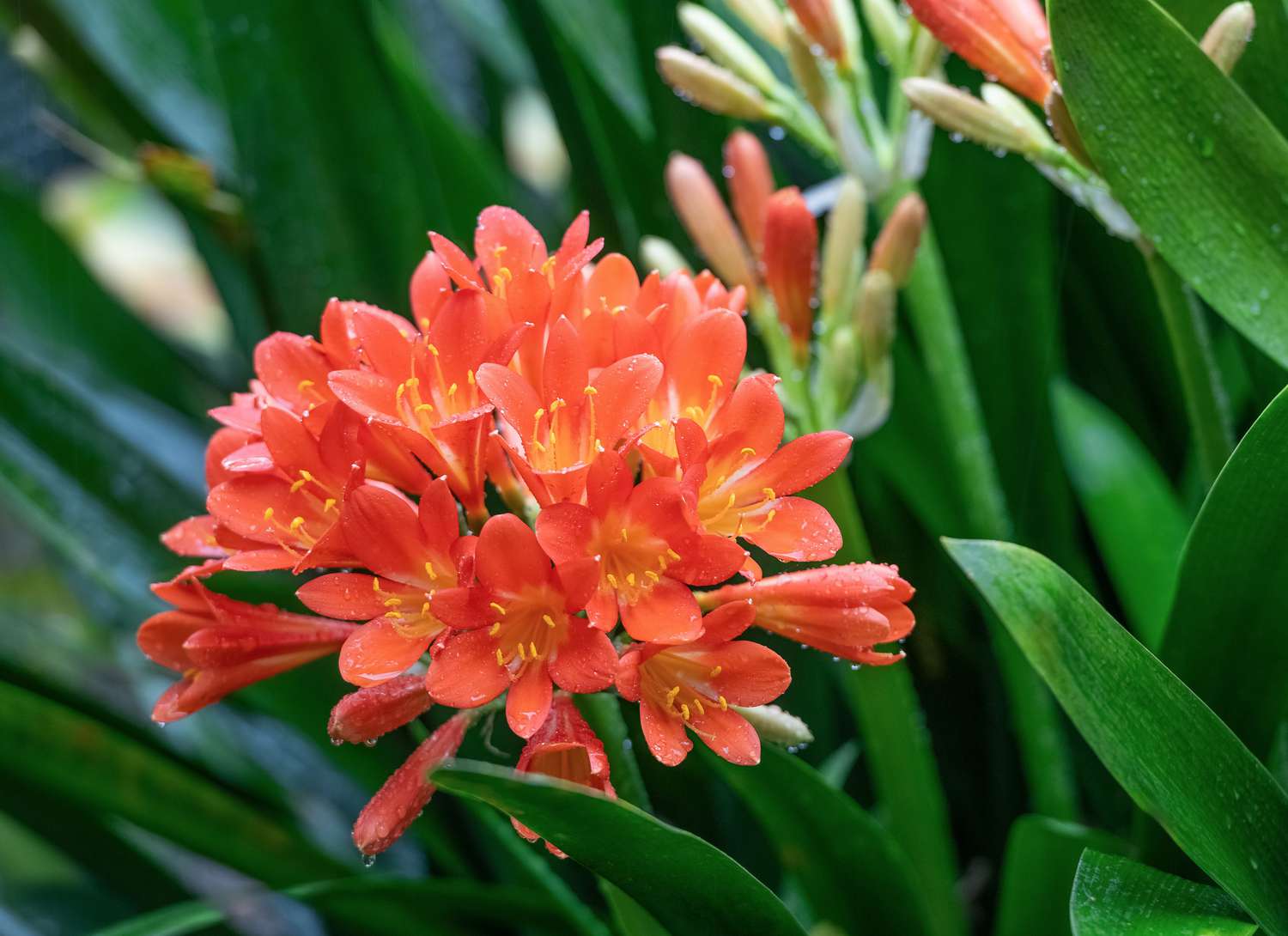 clivia plant with bright orange bloom