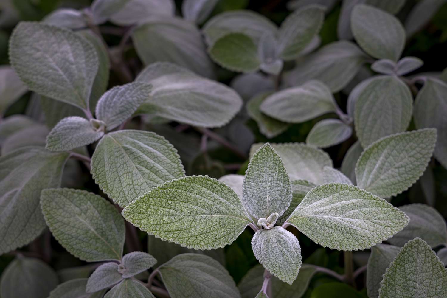 Close-up of botanical foliage