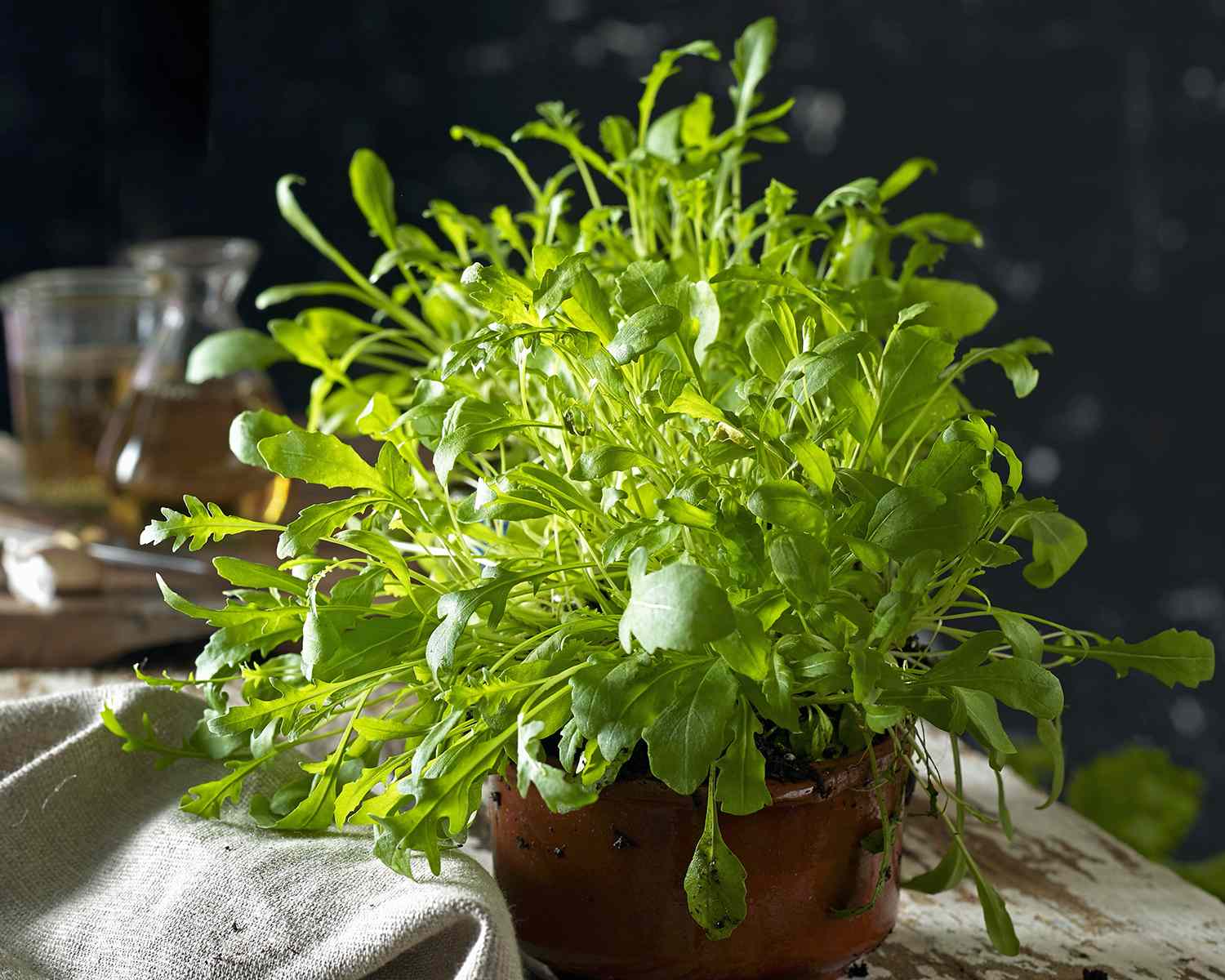 A potted plant with leafy green foliage placed on a table with a dark background