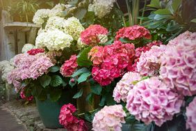 A close-up of blooming hydrangea flowers in garden planters outdoors
