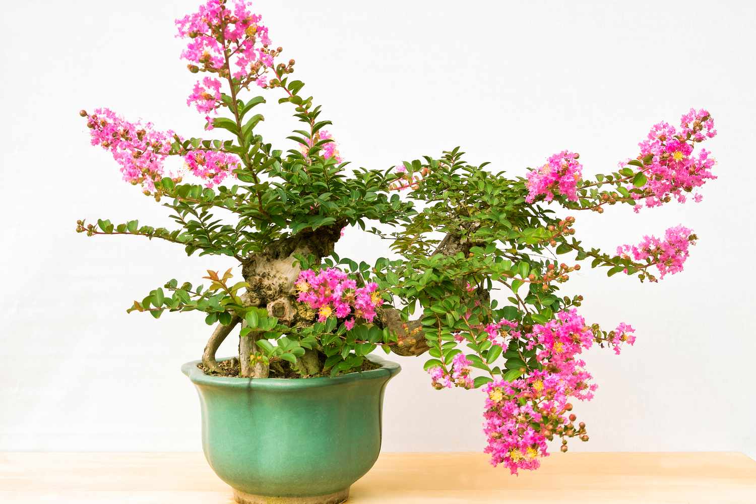 Crape Myrtle Bonsai