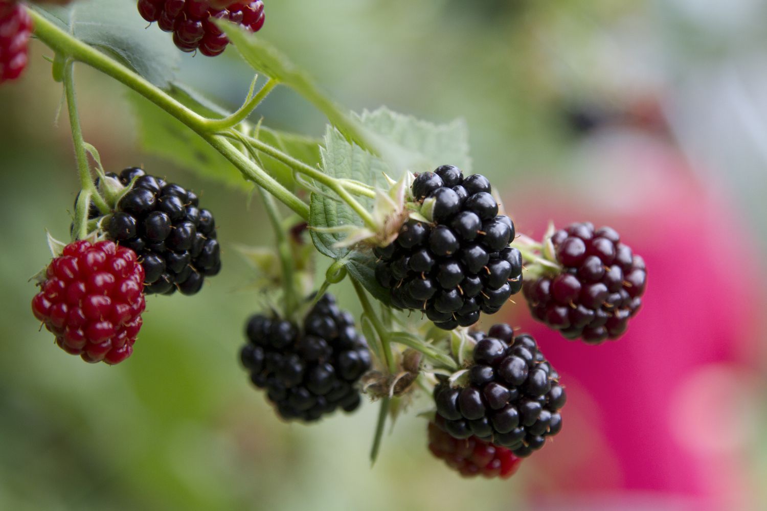 Close up of a vine of blackberries