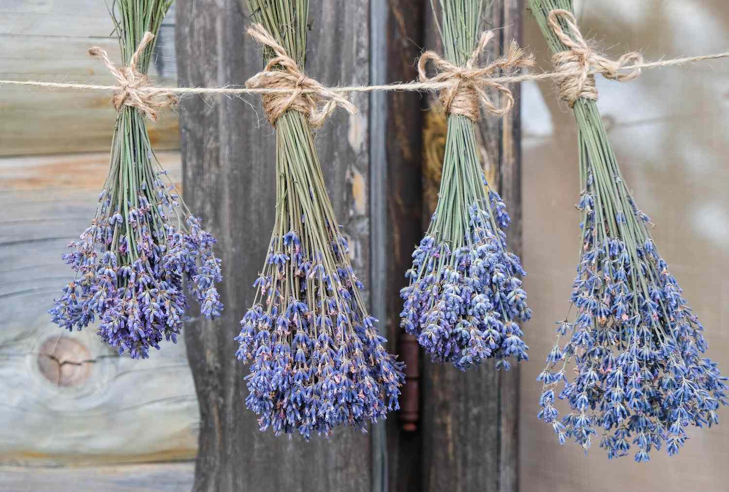 Bundles of dried lavender hanging from a rope tied with twine in front of a rustic wooden background