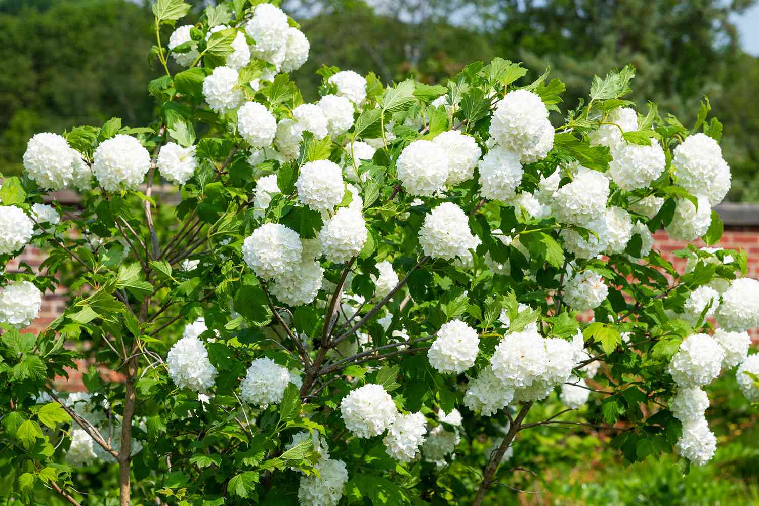Sweet viburnum