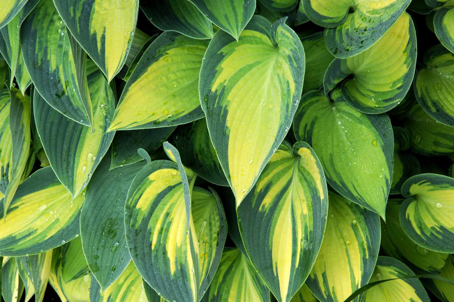 Hosta Plant