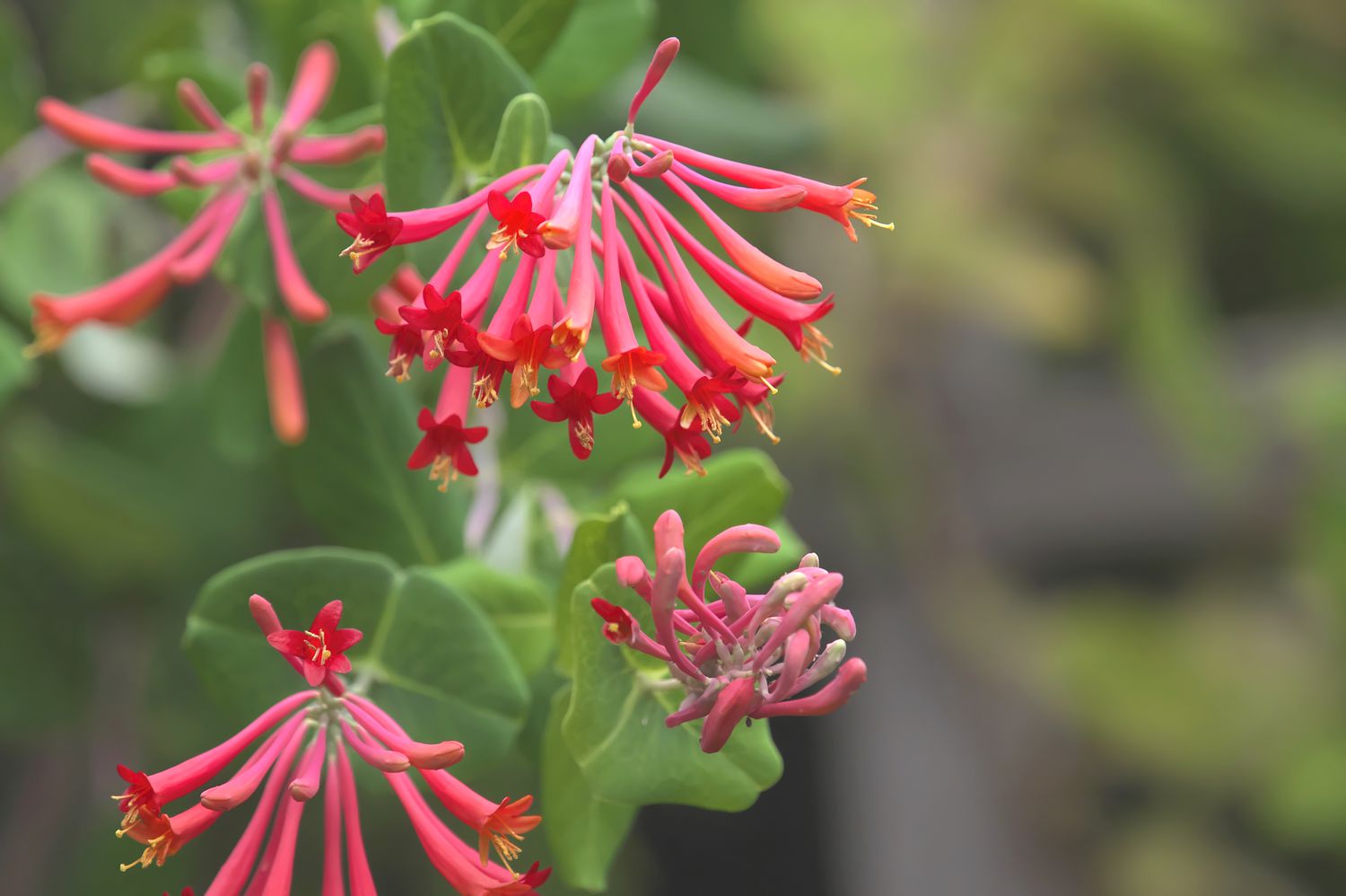 coral honeysuckle red plant 