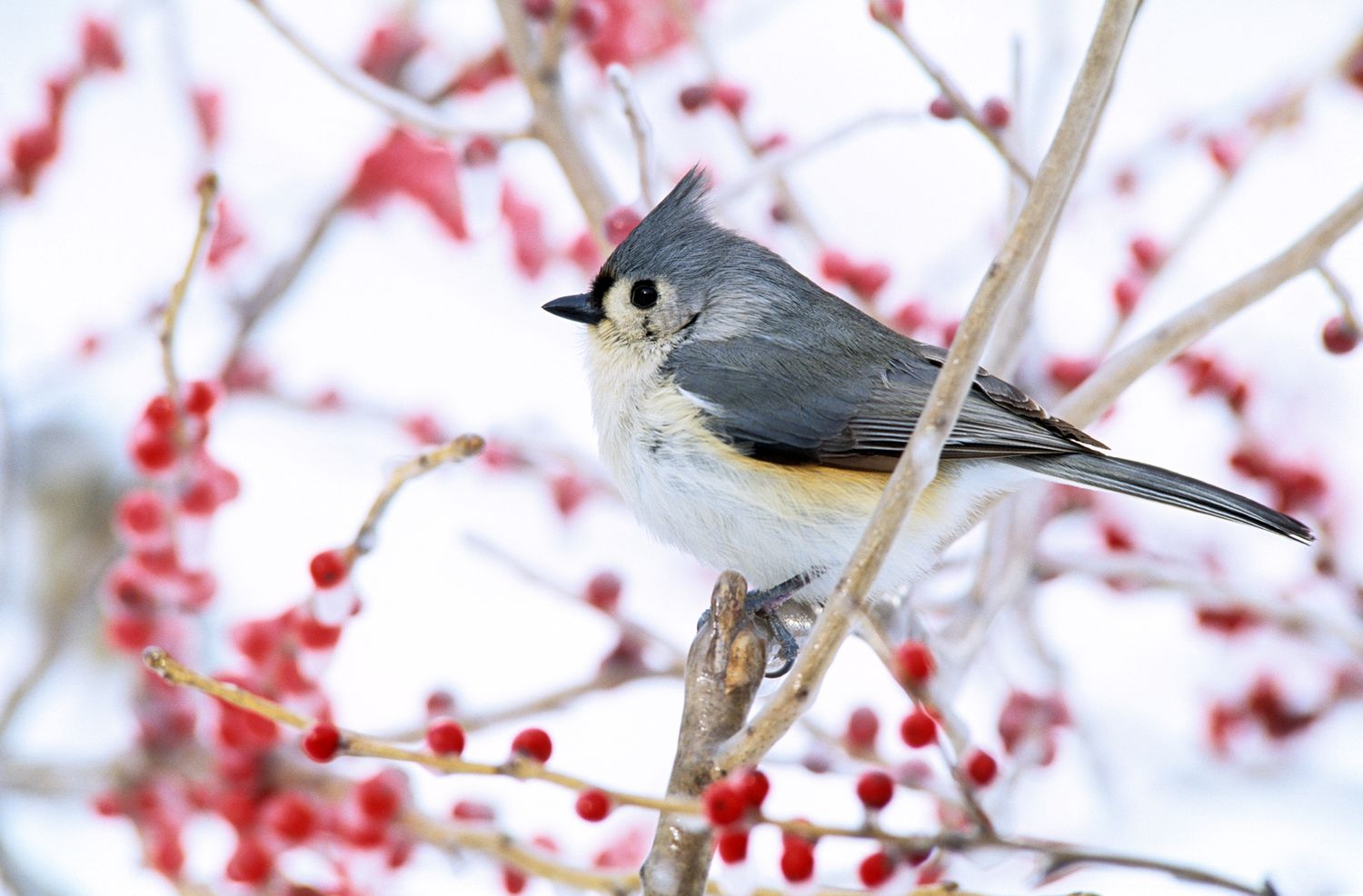 tufted titmouse bird