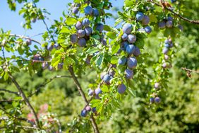 Plums on plum tree.