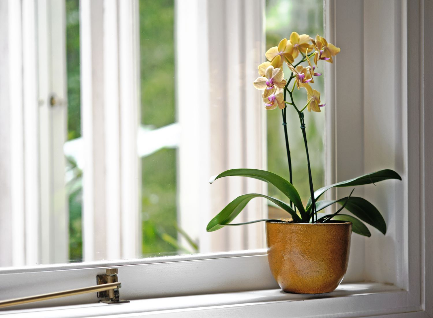 Orchid sitting in windowsill