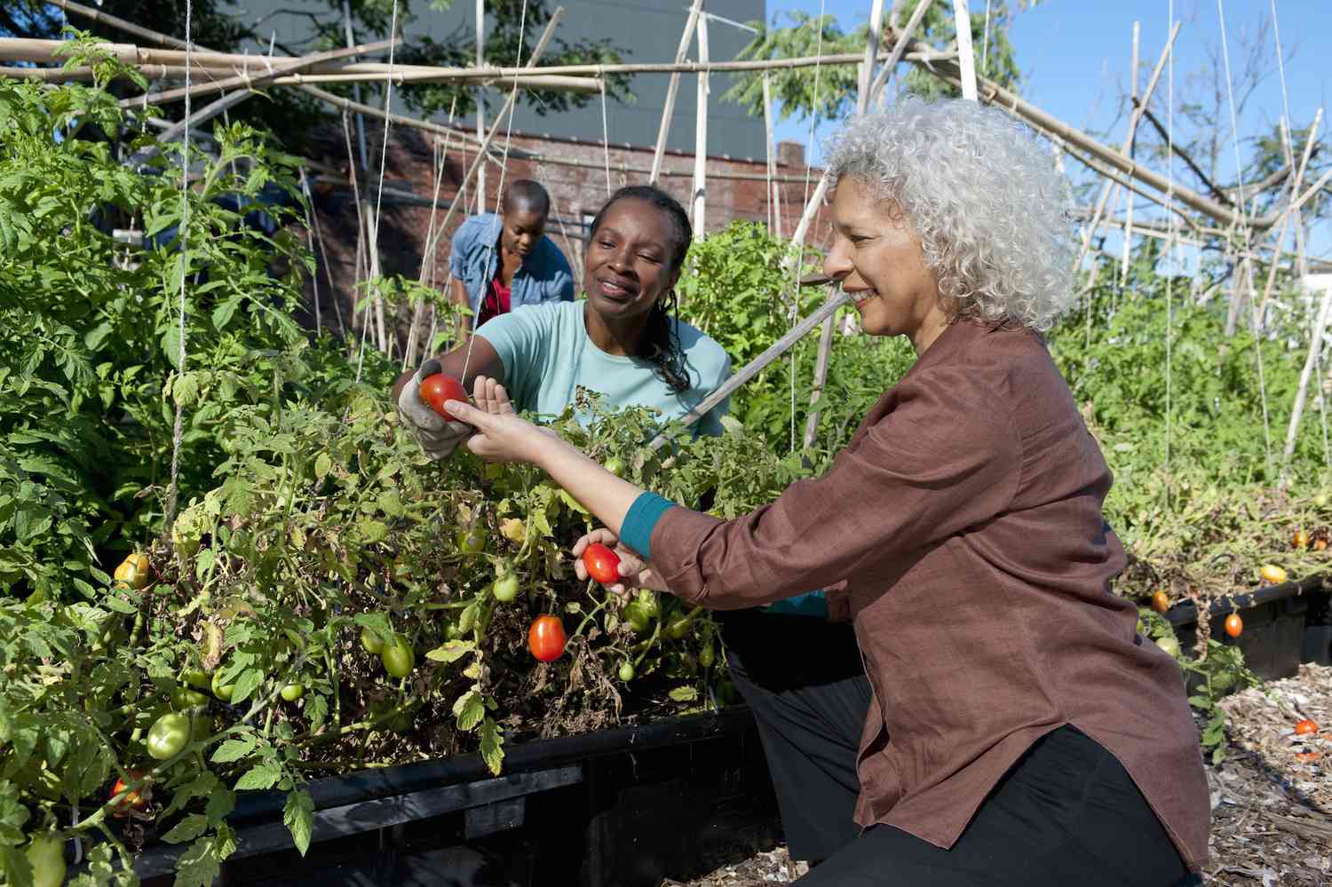 Women work together tending to tomatoes in a community garden.