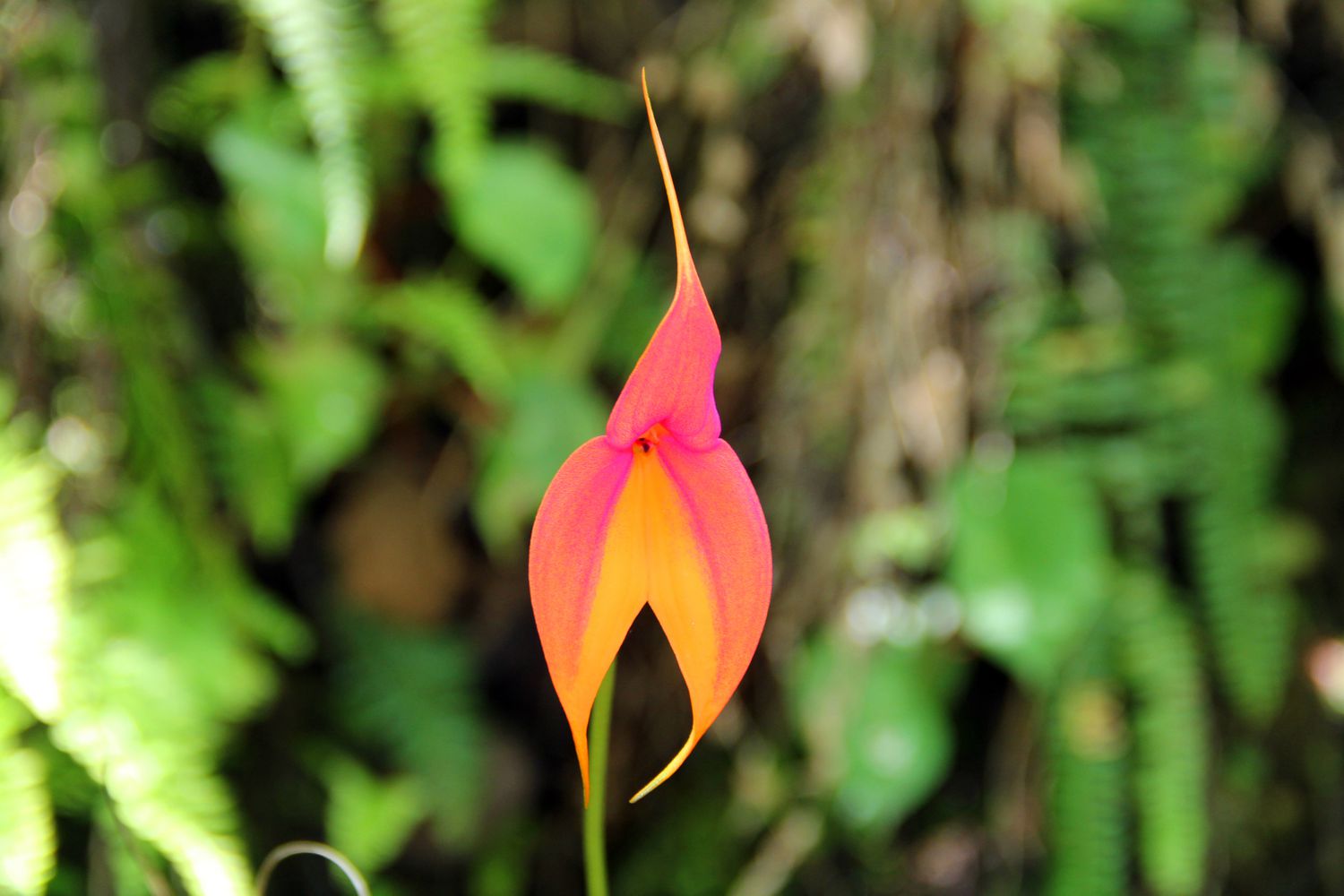 Masdevallia orchid growing outdoors