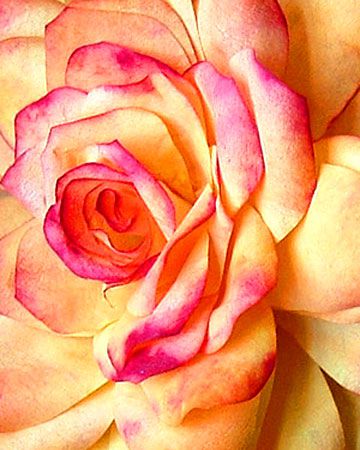 2119_031307_paperose