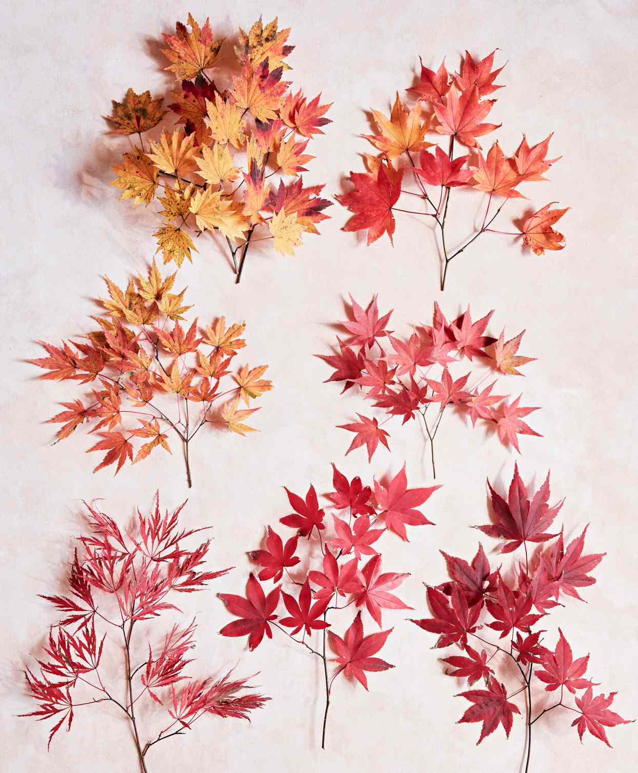 various japanese maple leaves