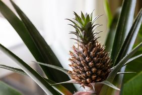 Pineapple growing at home