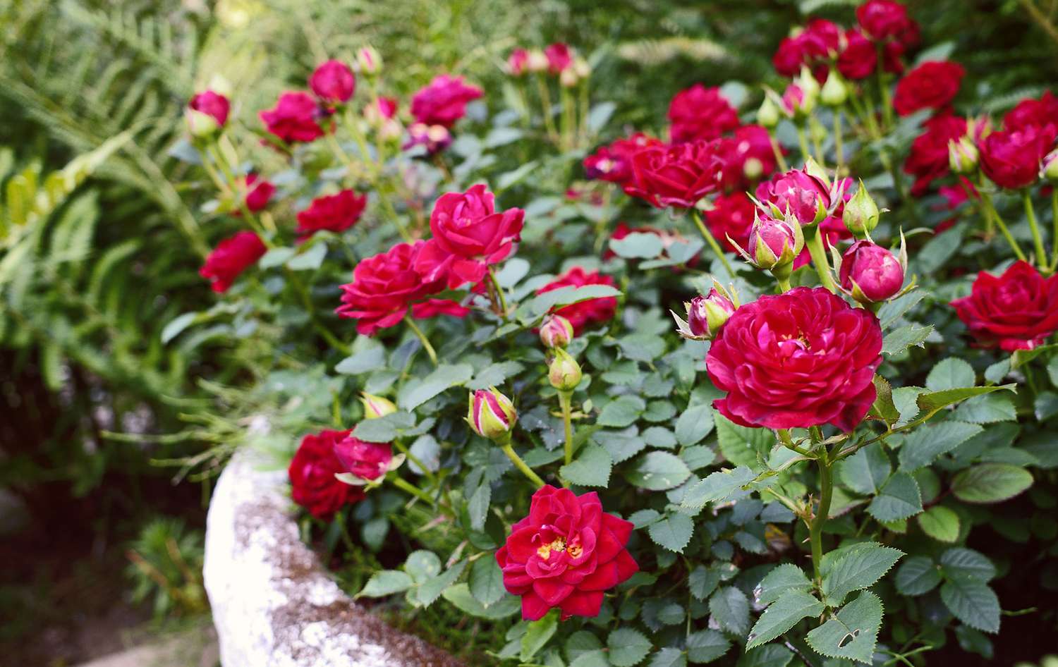 Roses in a stone container