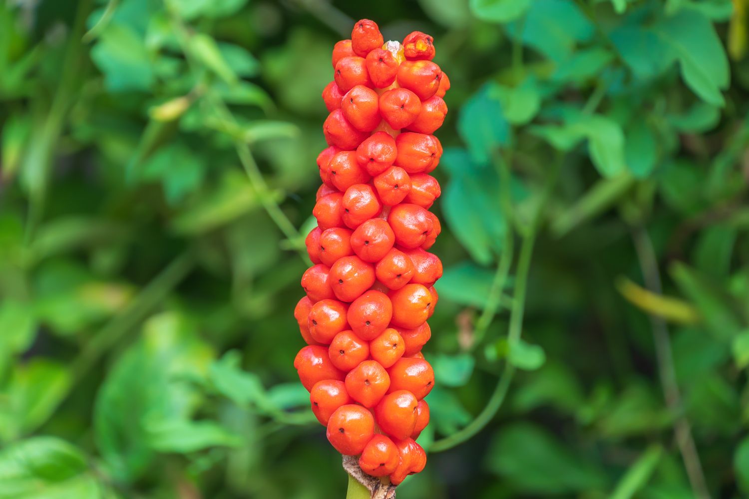 A cluster of red berries growing on a plant stem surrounded by green foliage