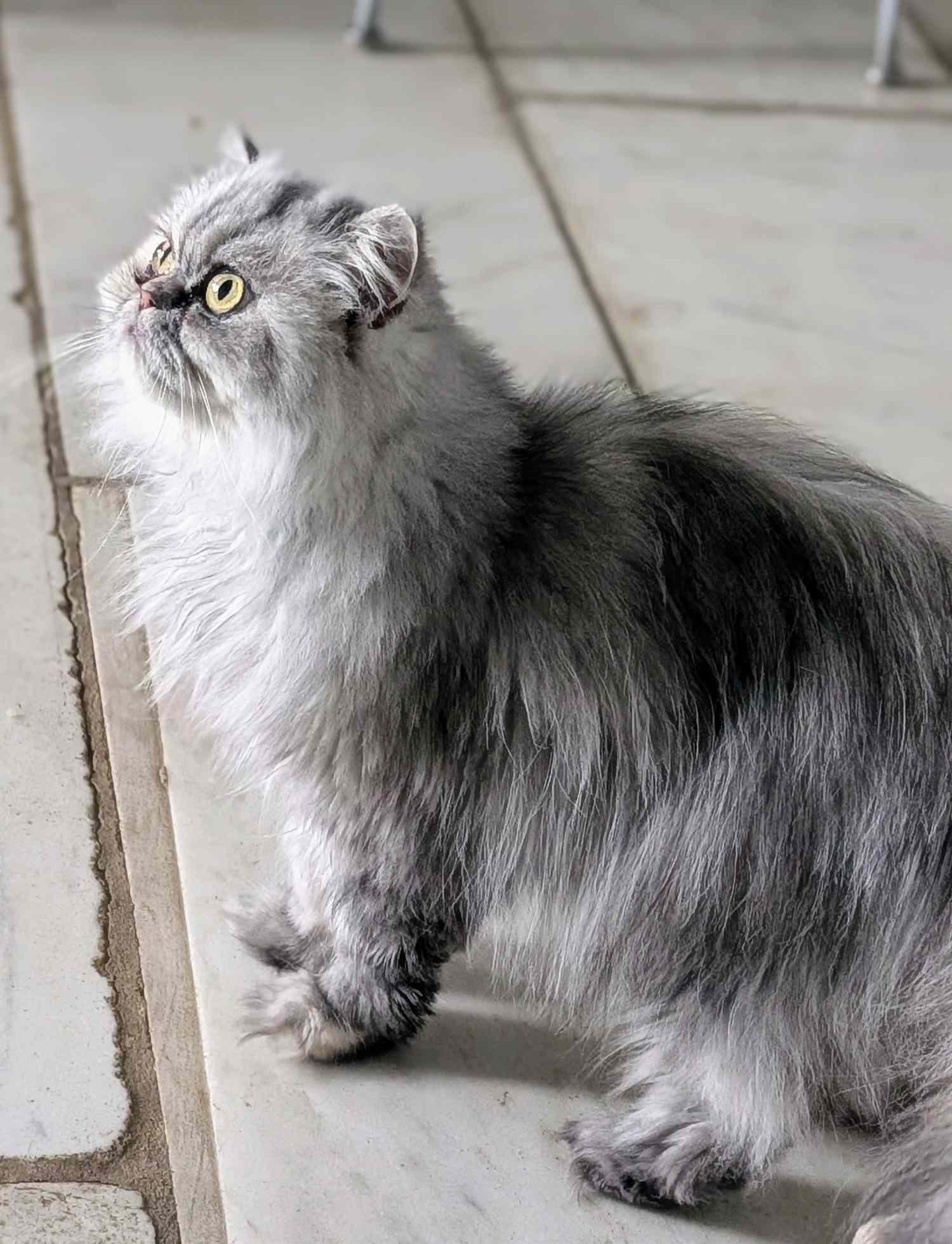 Persian cat