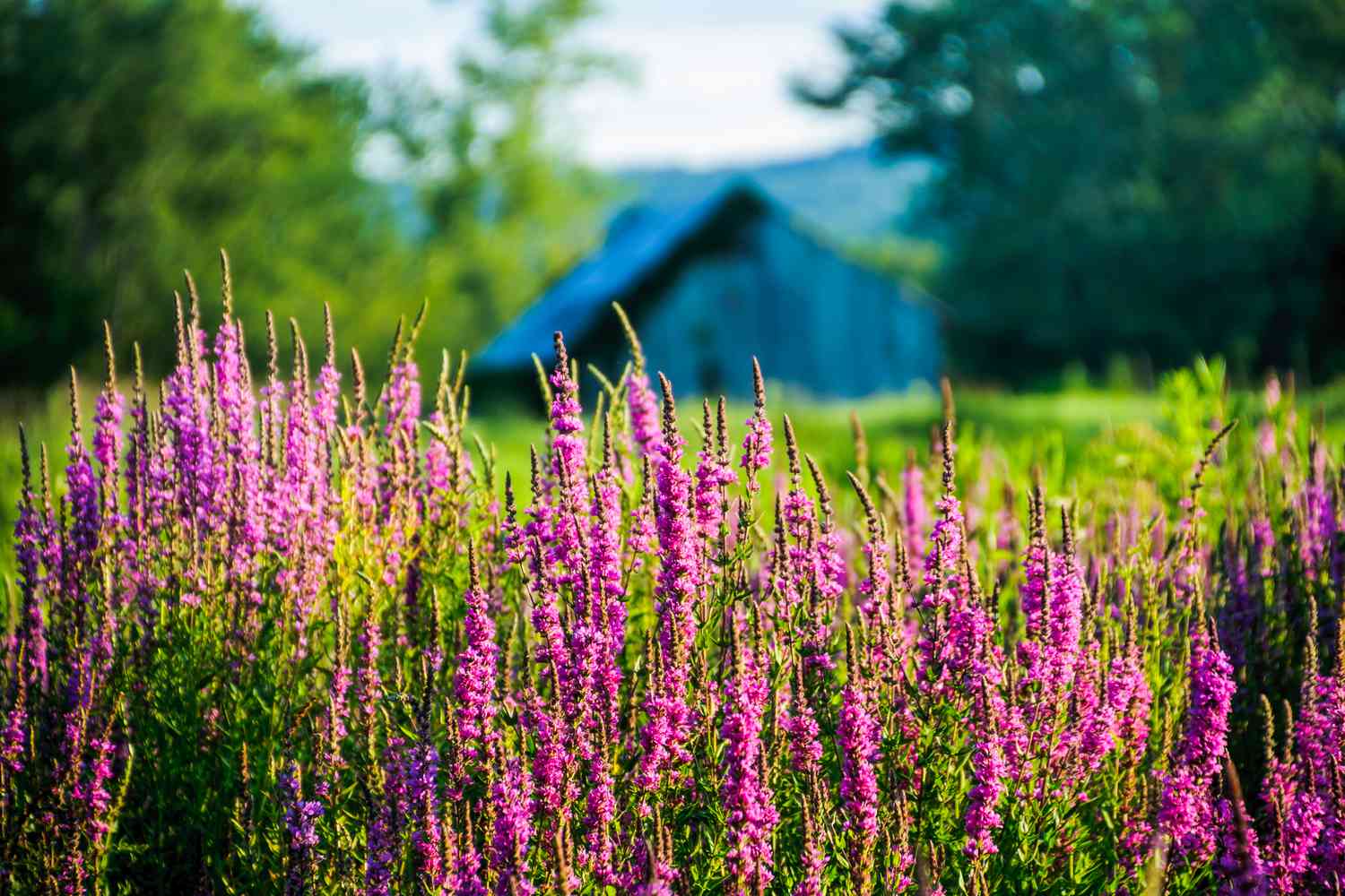 Purple Loosestrife