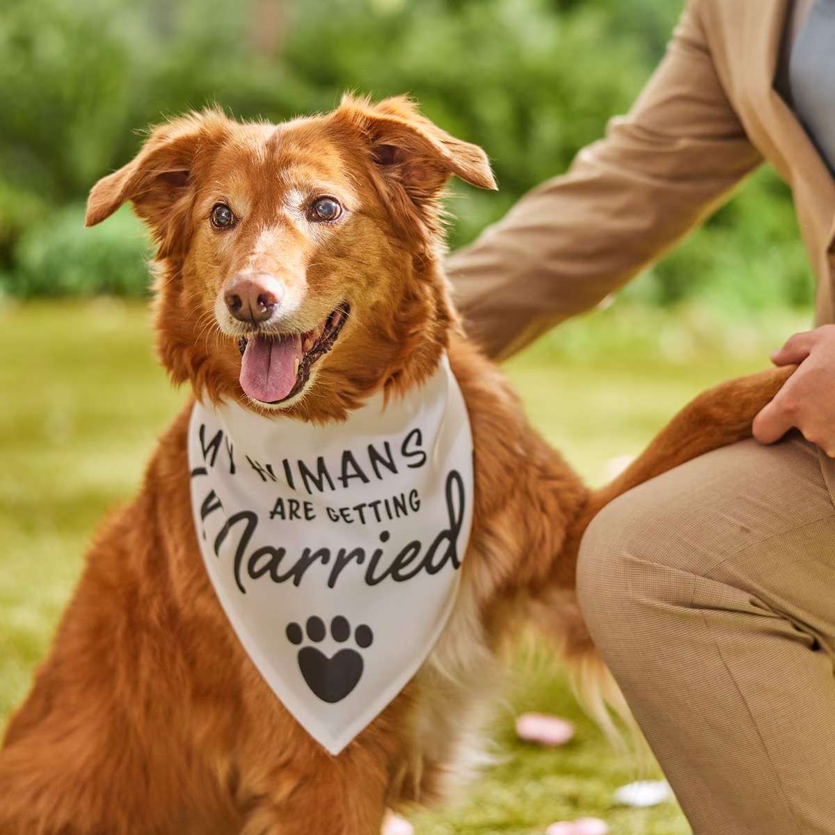 Dog wearing bandana for wedding