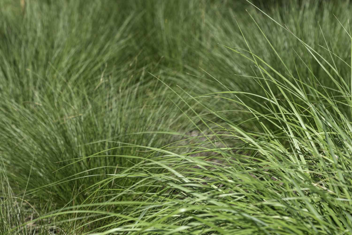 Close up image of prairie dropseed