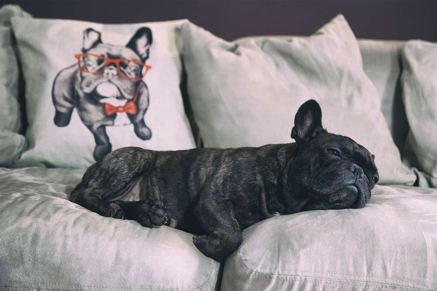 french bulldog laying on gray couch