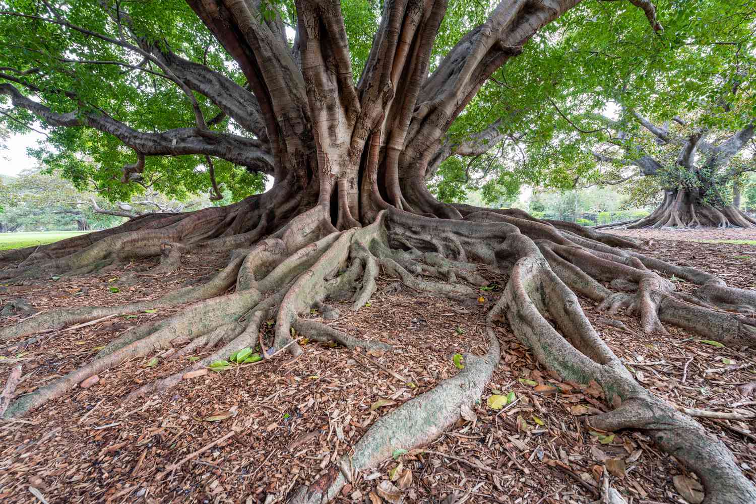 Ficus tree roots