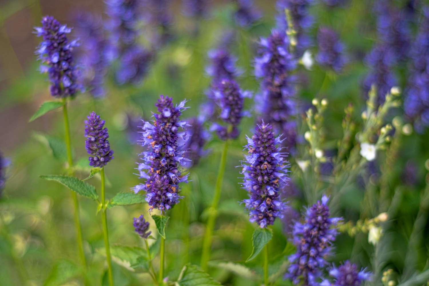 Purple Hyssop flowers 
