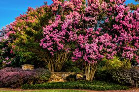Crepe myrtle tree