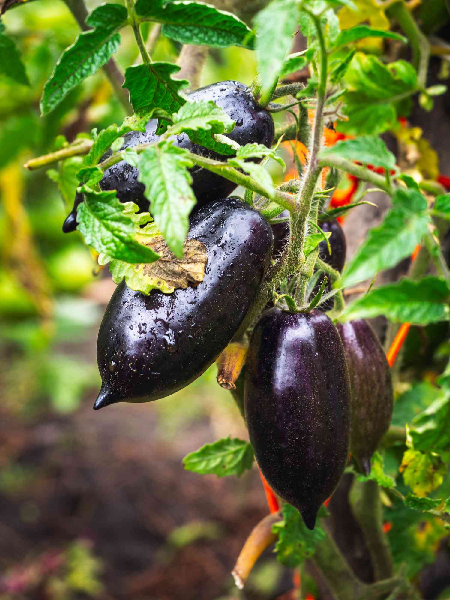dark purple midnight roma tomatoes