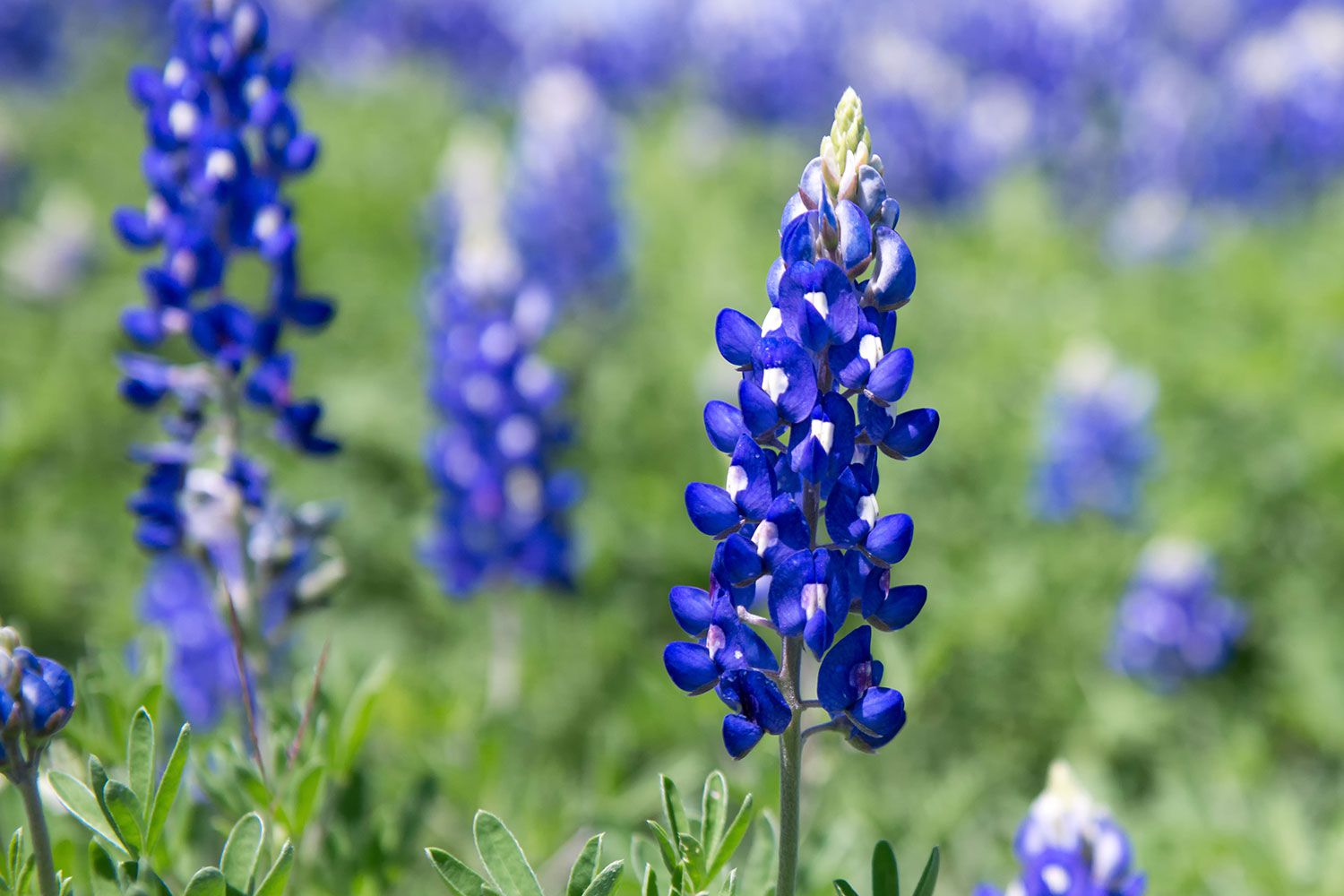 Blue Bonnets