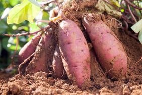 sweet potatoes growing in the soil