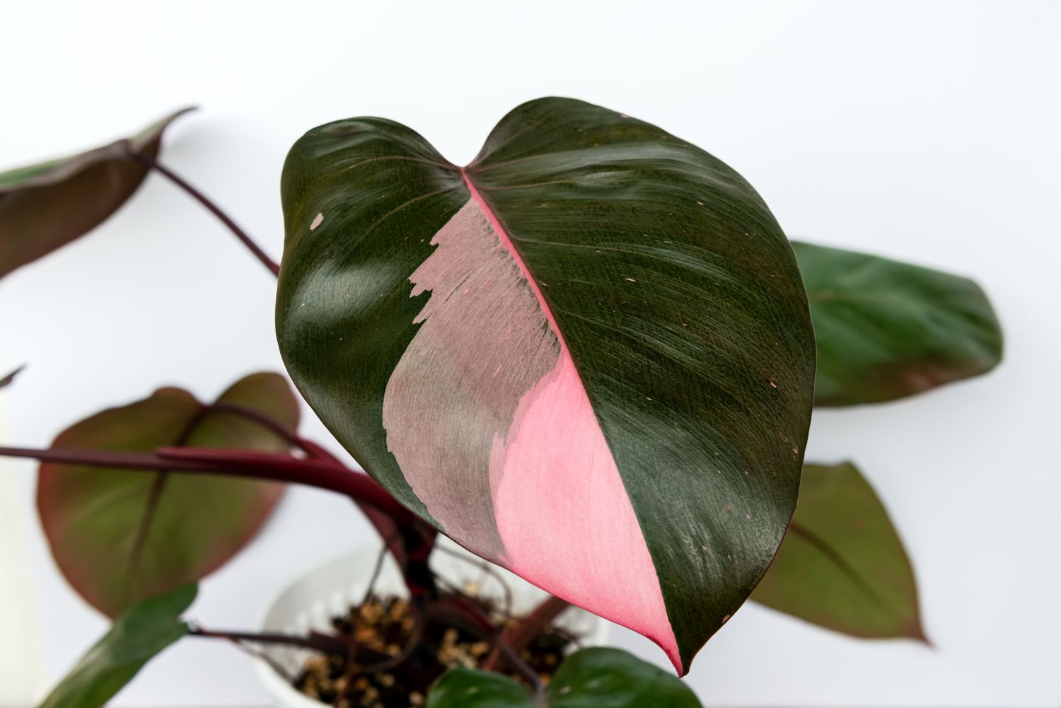 Philodendron Pink Princess
