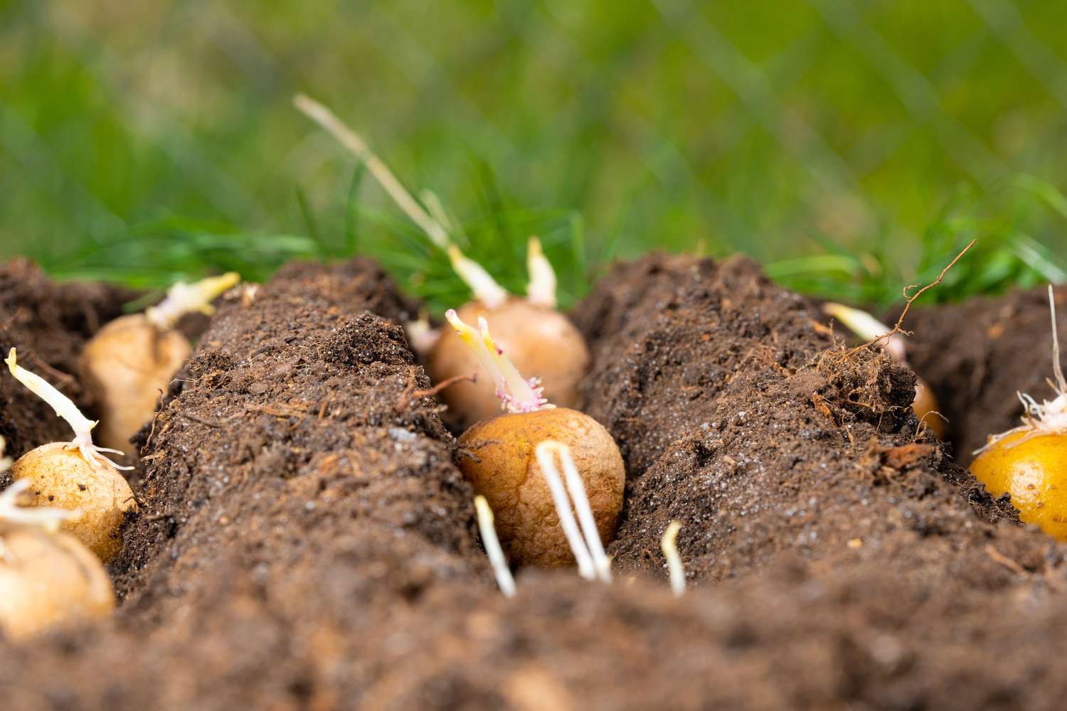 Planting potato tubers in the soil. 