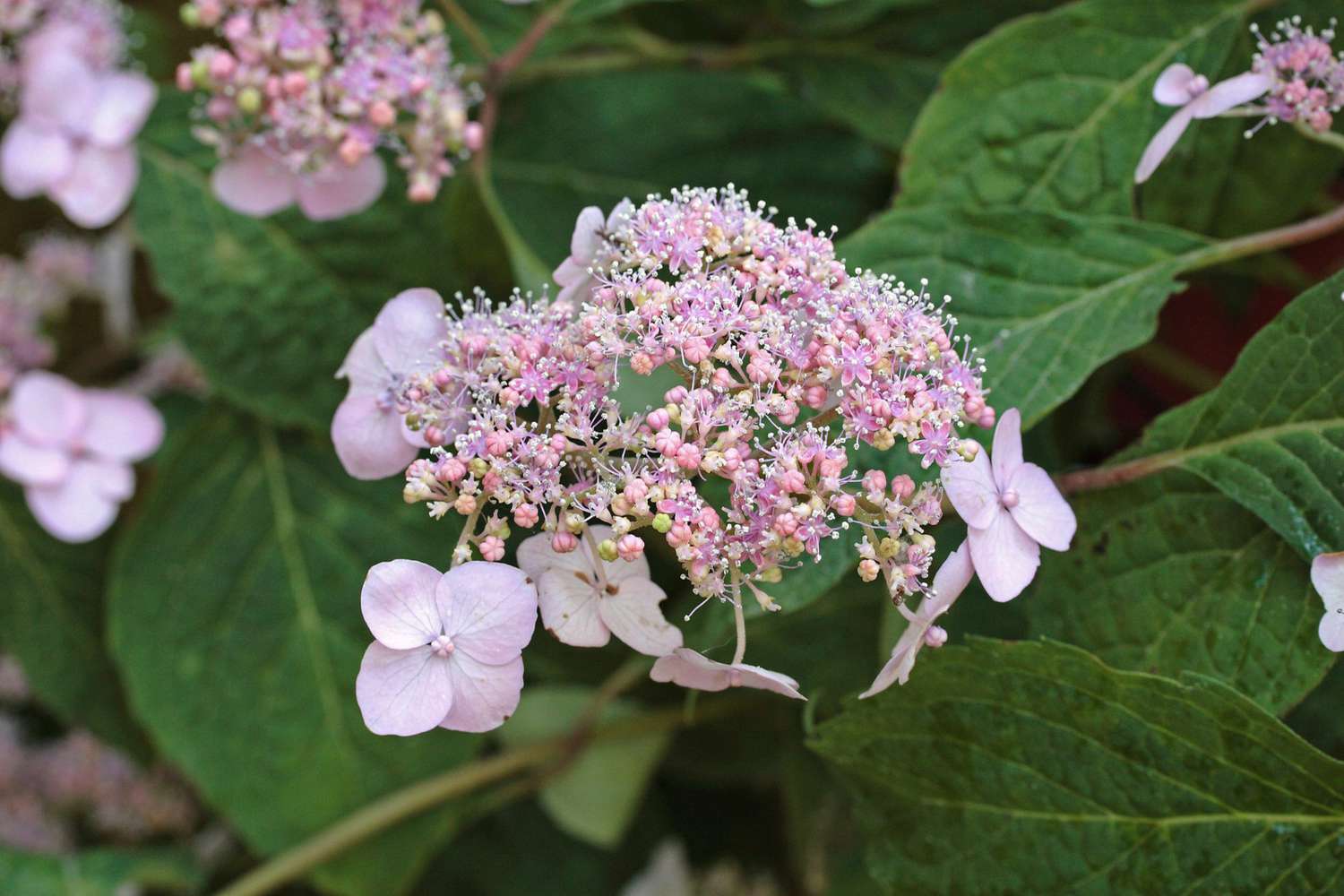 close-up pink Mountain hydrangeas