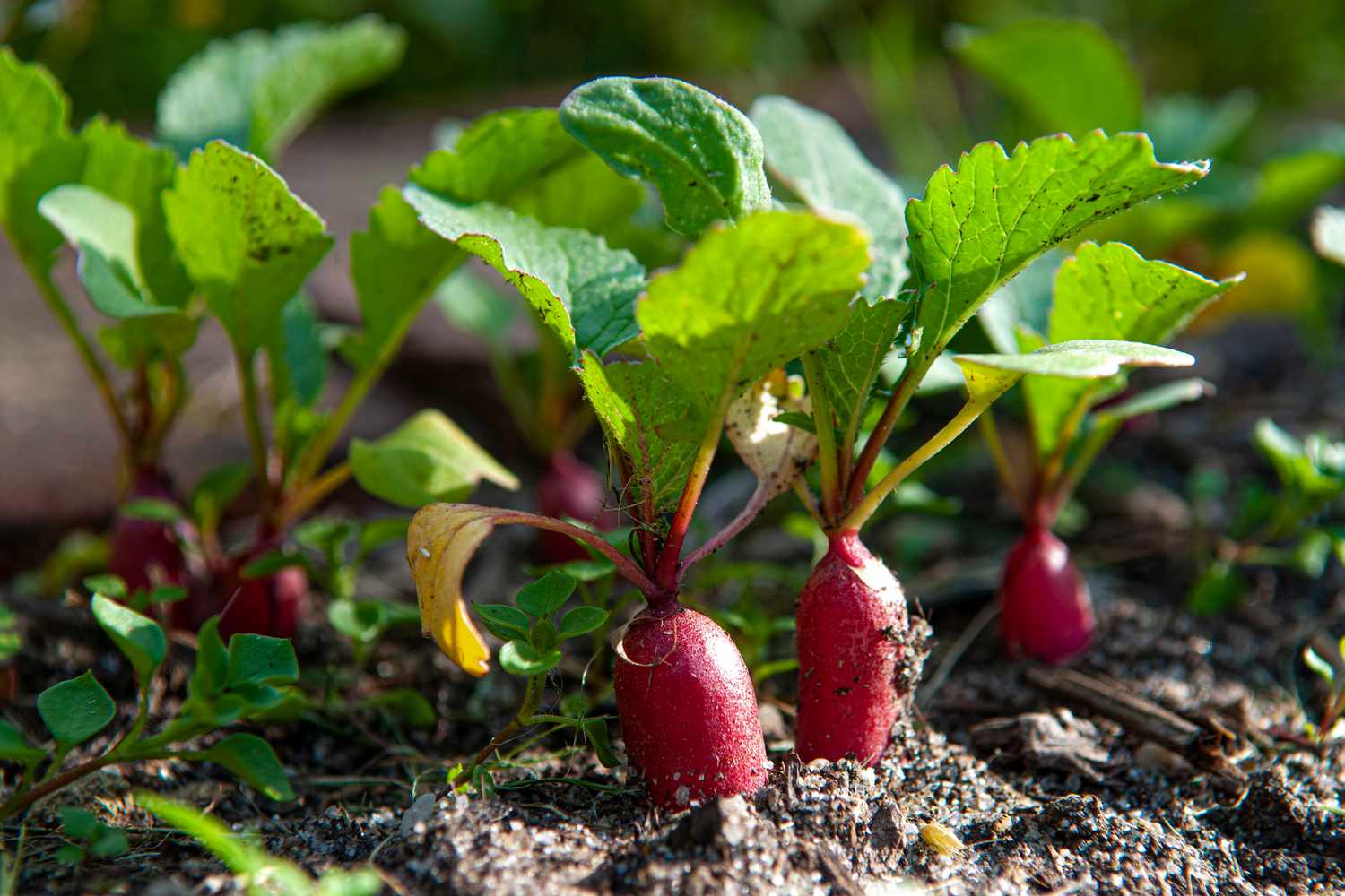 Radish garden