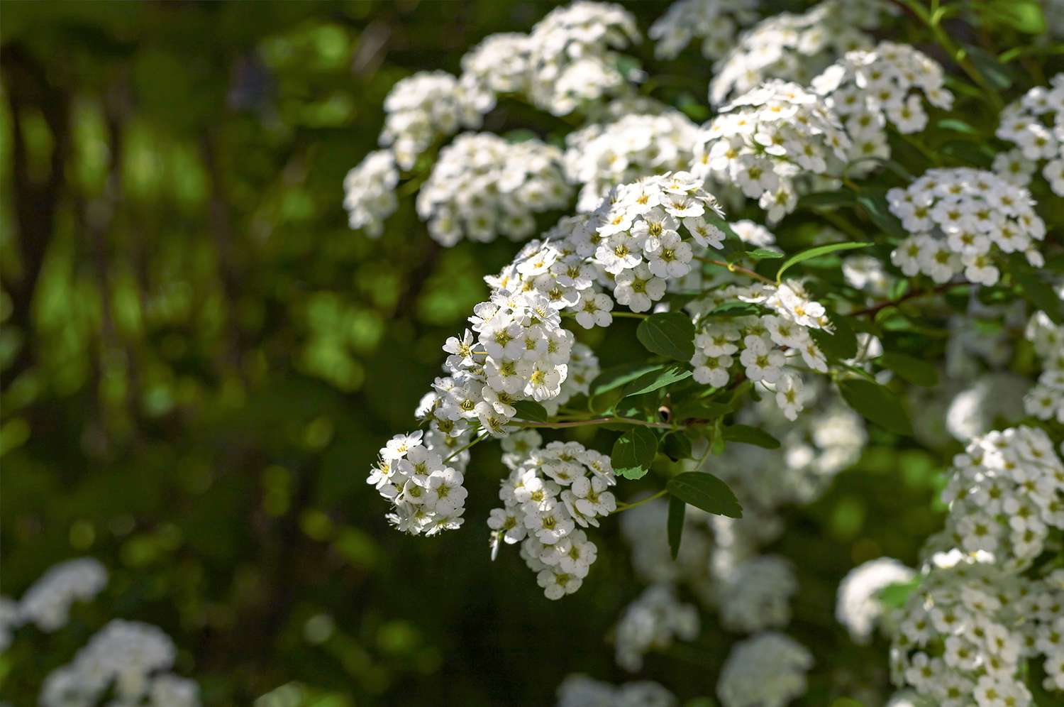 empire yeti spiraea