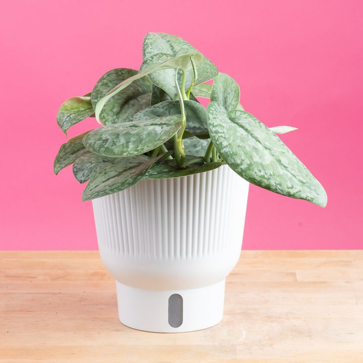 Scindapus Mount Salak