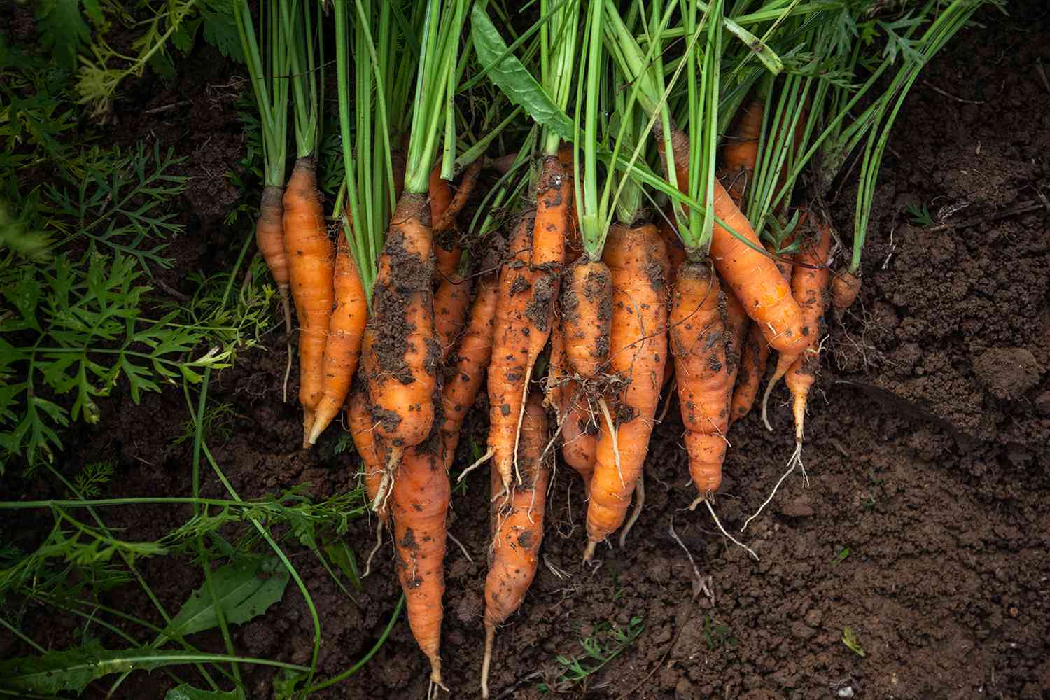 Freshly dug carrots