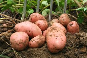 Freshly harvested potatoes with soil and a digging fork in a garden setting
