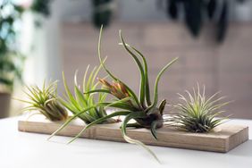 A wooden tray with air plants arranged on it placed on a table