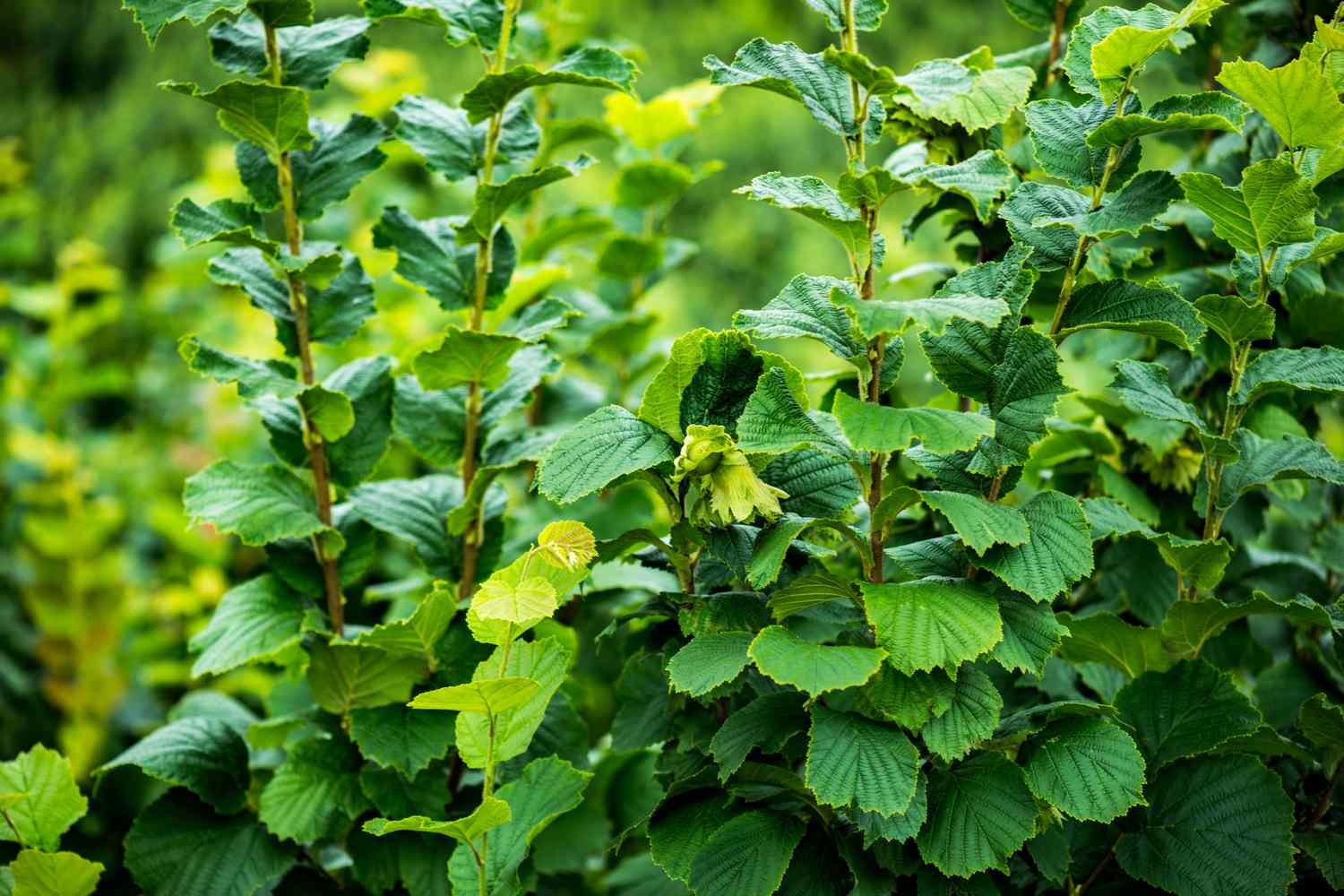 American Filbert Shrub