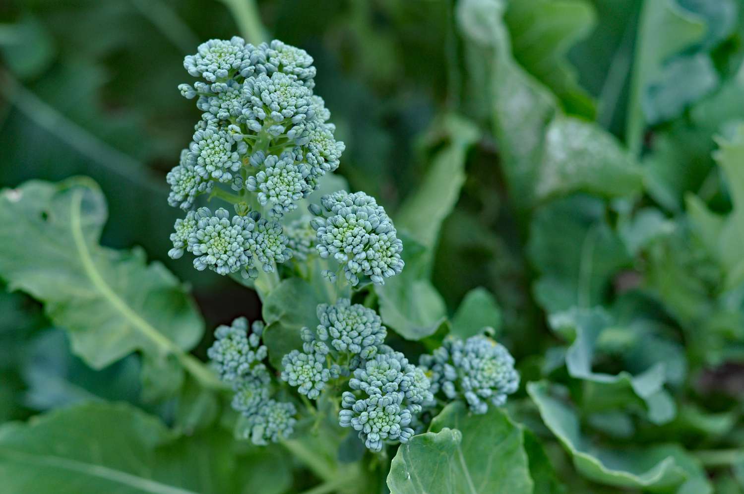broccolini in a vegetable patch