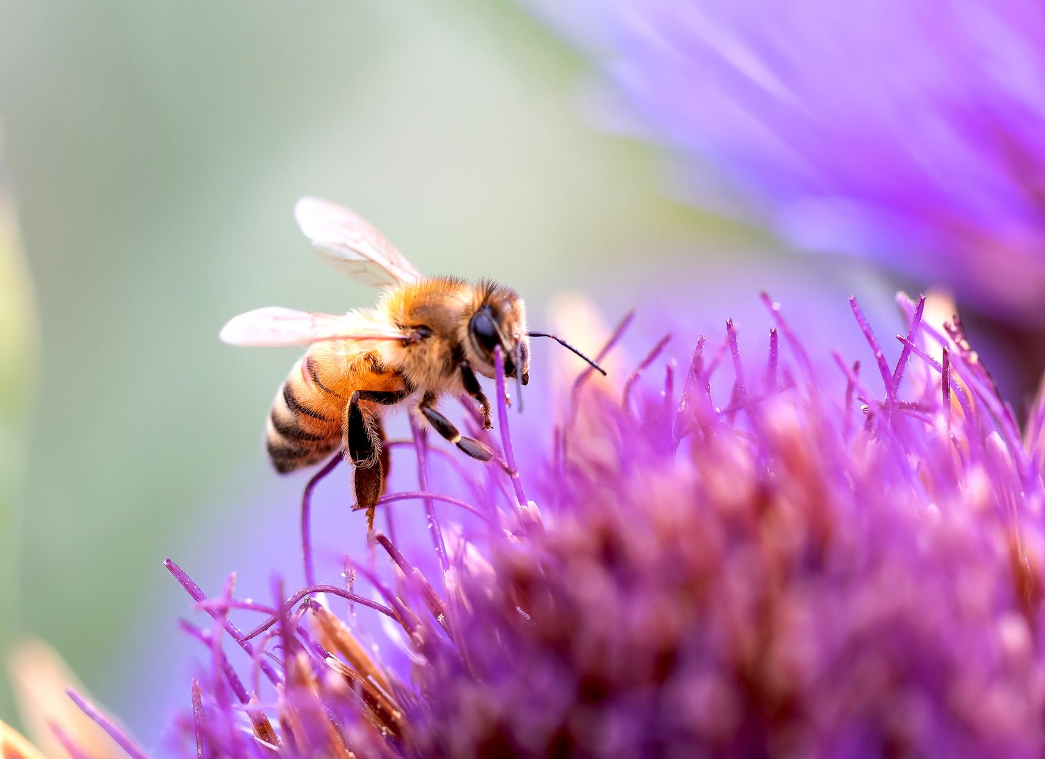 bee near a pink flower
