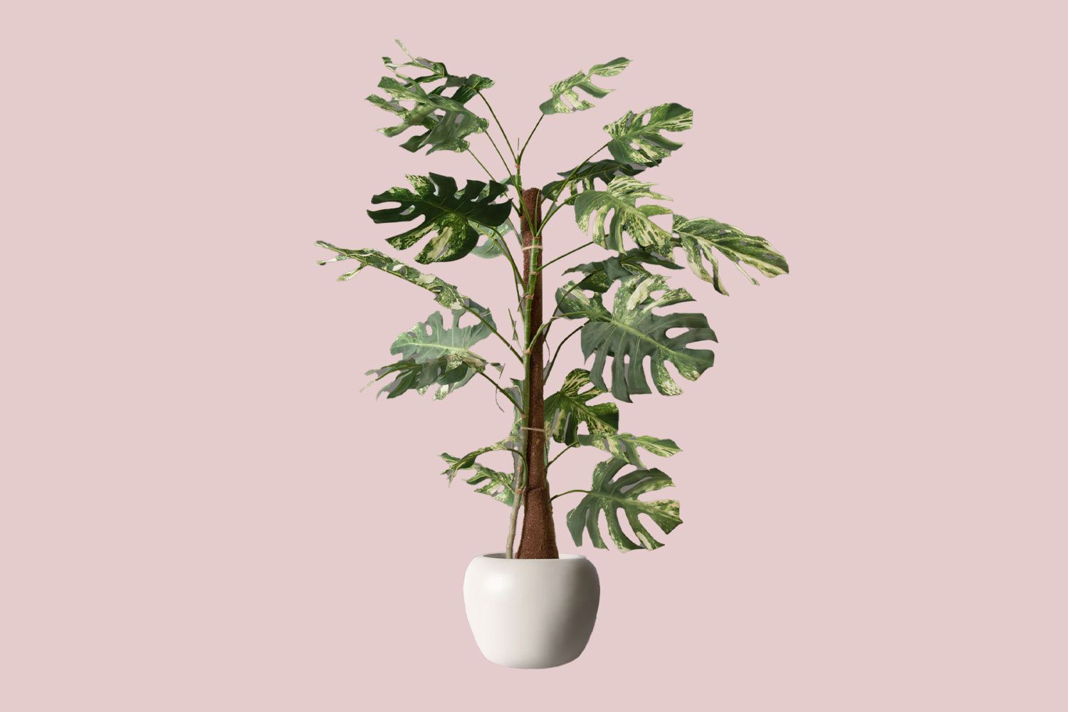 Faux Variegated Monstera Tree