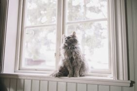 Maine coon cat sitting on windowsill