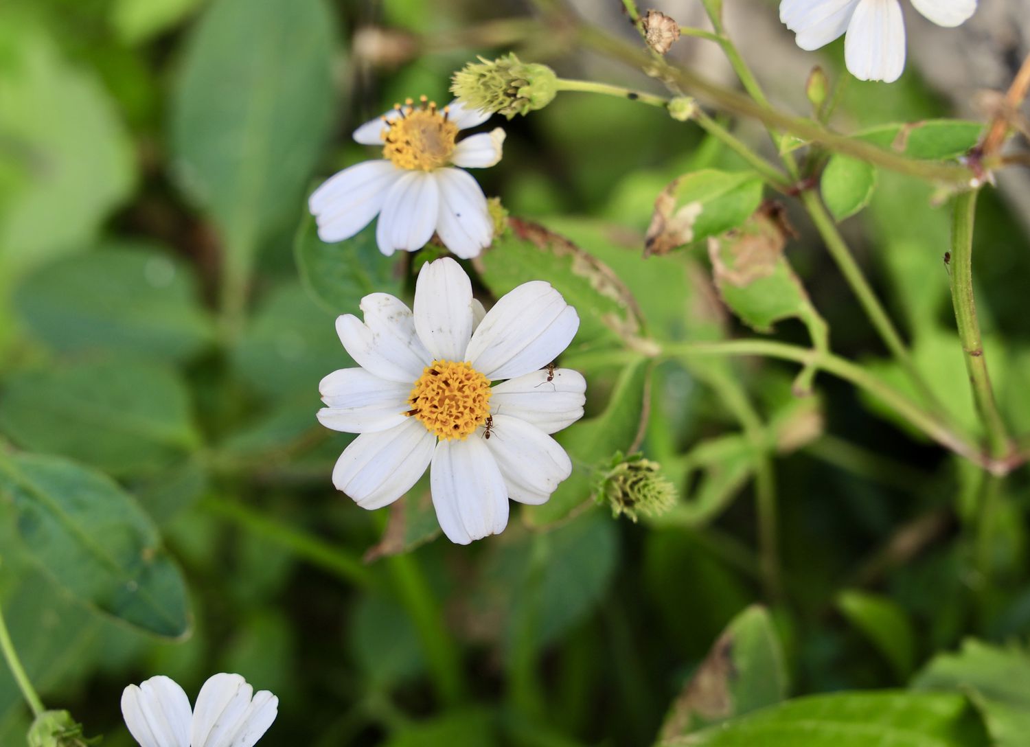 Bidens alba flower